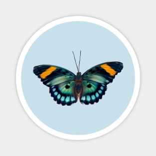 Blue and black striped Butterfly Magnet